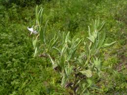 Image result for Trichodesma