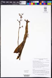 Image result for Habenaria armatissima