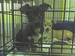 Please select an option below for more information about our. Family Pet Aquarium Of Nashua 16 Reviews Pet Stores 379 Amherst St Nashua Nh Phone Number Yelp