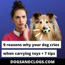 9 Reasons Why Your Dog Cries When Carrying Toys 7 Tips