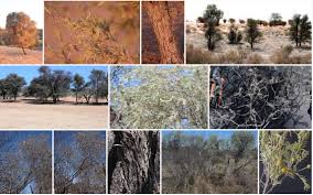 Image result for Acacia haematoxylon