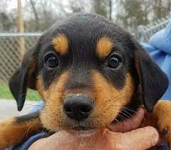 We did not find results for: New York Ny Doberman Pinscher Meet Bobbie A Pet For Adoption