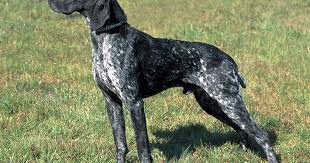 Image result for německý ohař drátosrstý stavba těla