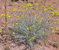 Image result for Senecio latifolius