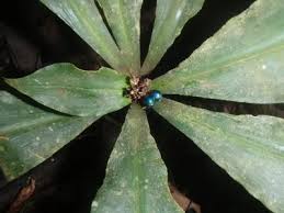 Image result for Pollia condensata