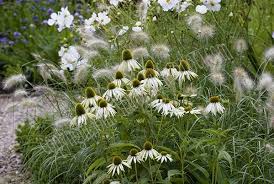Rudbeckia Purpurea White Swan In Landscape Design Pflanzengestaltung Weissen Garten Mond Garten