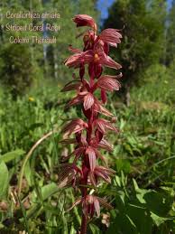 Image result for Microcoelia megalorrhiza