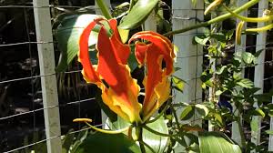 Image result for Gloriosa superba
