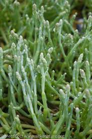 Image result for Sarcocornia natalensis