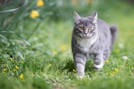 Gerade kleine katzen leben bis zu einem halben jahr in der wohnung und benötigen viel zeit, um sich draußen zu orientieren. Katzen Mit Freigang Vtg Tiergesundheit