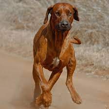 Olx south africa offers online, local & free classified ads for new & second hand dogs & cats. Shadikongoro Rhodesian Ridgeback Breeders South Africa Rhodesian Ridgeback Breeders South Africa