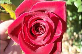 There are some varieties of roses classified as black but as we mentioned before it is an intense dark. 7 Most Beautiful Black Roses In The World