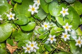Image result for Nymphoides senegalensis
