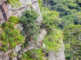 Image result for Antherotoma angustifolia