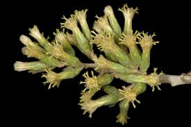 Image result for Brachylaena huillensis