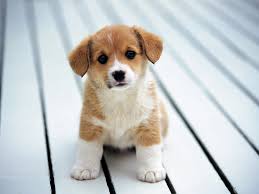 Jan 24, 2014 · amaranthine voyage: Cute Dog Wallpaper Nawpic