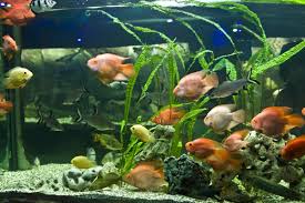 The exact species used to create the blood parrot cichlid are not known. Information About Parrot Fish Pet Ponder