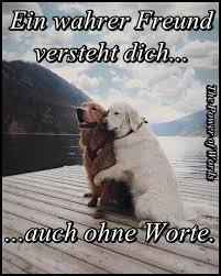 Danken Daizo Wahre Freunde Hund Zitat Lustige Bilder