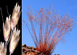 Image result for Avenella flexuosa