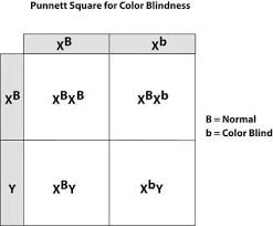 how can a punnett square for color blindness be created quora