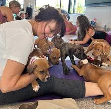 Sheer joy' — puppy yoga