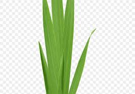 39 760 gambar gambar gratis dari daun hijau. Download Gambar Daun Kartun Daun Men Download Kartun Gambar Png Daun Unduh Gratis Dinamis Daun Gambar Png 30 Gambar Kartun Mus Tanaman Kaktus Menanam Gambar