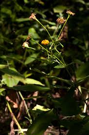 Image result for Hypericophyllum compositarum