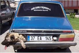 Car With A Dog Instead Of Back Light Car Poor Dog Car Humor