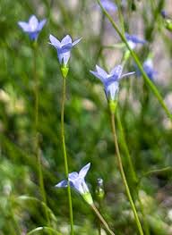 Image result for Wahlenbergia