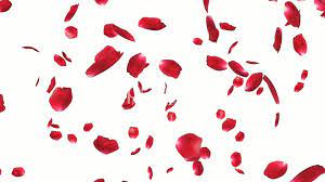 Rose Petals Falling Against White Royalty Free Video And Stock Royalty Free Video Rose Petals Falling Royalty Free