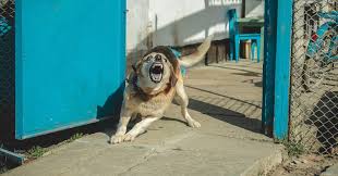 Maybe you would like to learn more about one of these? Dog Bite Lawyer Orlando Fl Colling Gilbert Wright Carter