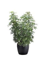 Image result for Schefflera