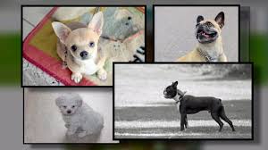 We pair cane corso breeders with you. Dognapping How You Can Prevent Your Pet From Being Stolen Fox8 Com
