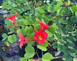 Image result for Bauhinia galpinii