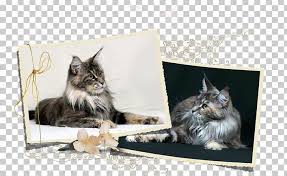 How big does a maine coon cat get? Maine Coon Norwegian Forest Cat Whiskers Kitten Dog Breed Png Clipart Animal Animals Breed Carnivoran Cat