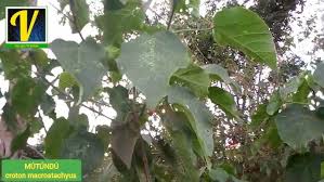Image result for Croton macrostachyus