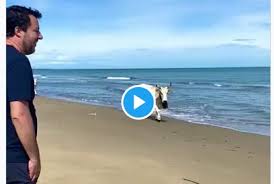 We did not find results for: Cinesalvini Il Video Di Salvini Con Le Vacche In Spiaggia Diventa Un Meme
