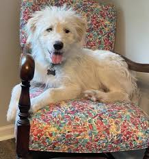What is my pyr mix dog breed?
