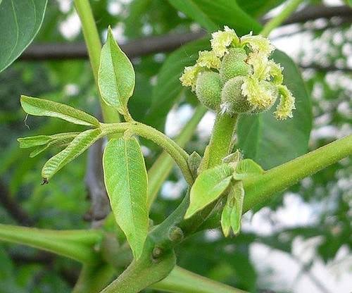 نهال گردوهای گرده‌افشان پیوندی