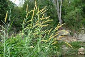 Image result for Cenchrus purpureus