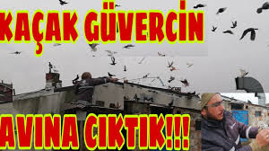 Kafasini Kirma Pahasina Kacak Guvercini Yakaliyor Kacak Guvercin Yakalama 2 Guvercin Pigeon Youtube