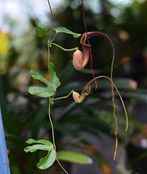 Image result for Aristolochia triactina