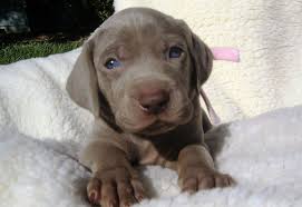 Maybe you would like to learn more about one of these? How Much Food And How Often To Feed A Weimaraner Puppy