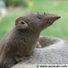 La Musaraigne Petite Mais Grande Alliee Animaux Animaux Amusants Animales