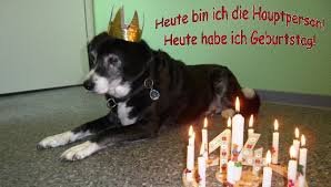 Könnten sie mich bitte informieren, wann ich zum arzt kommen kann. Ich Bin Ein Geburtstags Hund Tierarztpraxis Huppert Krefeld