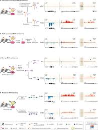 Nascent Rna Analyses Tracking Transcription And Its Regulation Nature Reviews Genetics