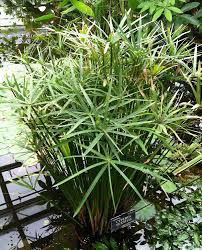 Image result for Cyperus sp. (ex Mariscus sp.no.2)