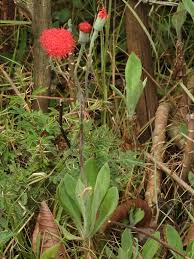 Image result for Kleinia abyssinica