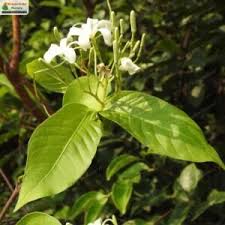 Image result for Holarrhena pubescens