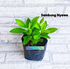 Maybe you would like to learn more about one of these? Tanaman Sambung Nyawa Terbaru Agustus 2021 Harga Murah Kualitas Terjamin Blibli